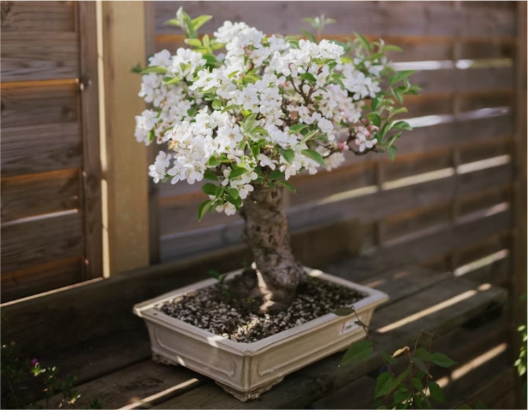 Lebih dari Sekadar Pohon Kecil, Bonsai adalah Seni