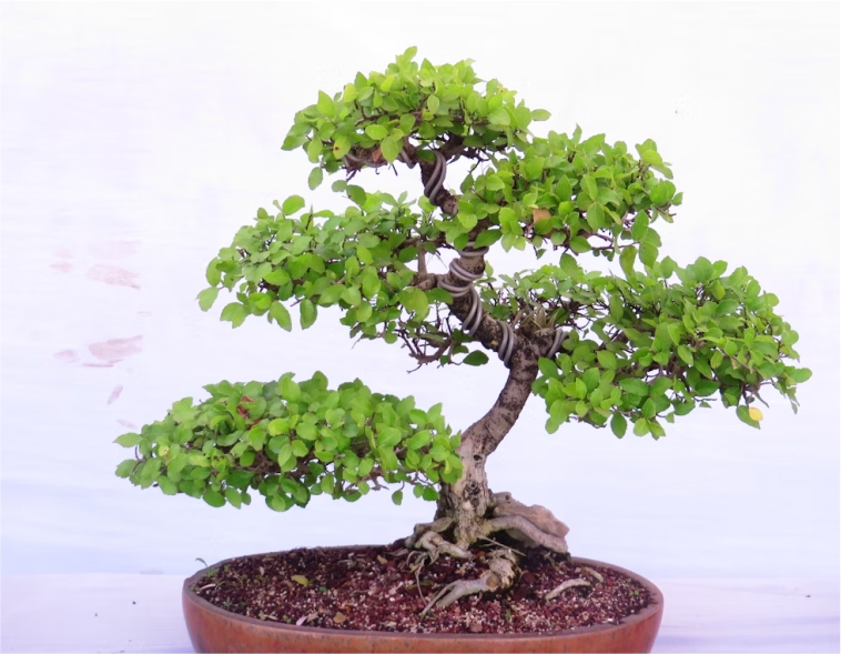 Mengenal Bonsai Ficus (Beringin/Kimeng) dan Perawatannya
